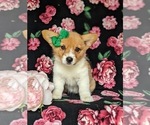 Small Photo #4 Pembroke Welsh Corgi Puppy For Sale in DELTA, PA, USA