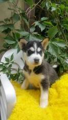 Alaskan Husky Puppy for sale in AURORA, CO, USA