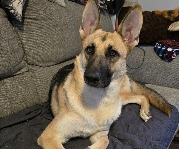 Medium Photo #1 German Shepherd Dog Puppy For Sale in CANTON, OH, USA