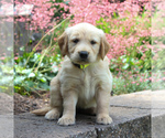 Small Photo #1 Golden Retriever Puppy For Sale in EAST EARL, PA, USA
