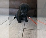 Small Photo #19 Labrador Retriever Puppy For Sale in SHELBYVILLE, IN, USA