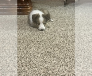 Shetland Sheepdog Puppy for sale in ARKANSAS CITY, KS, USA