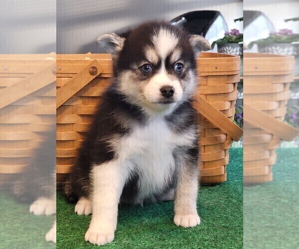 Medium Photo #6 Pomsky Puppy For Sale in DELAWARE, OH, USA