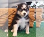 Small Photo #6 Pomsky Puppy For Sale in DELAWARE, OH, USA