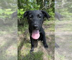 Small #6 Labrador Retriever Mix