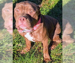 ASH - Male Mutt Dog for Adoption