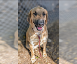 Small #2 Anatolian Shepherd Mix