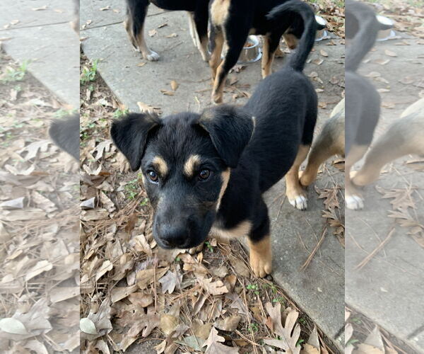 Medium Photo #3 Labrador Retriever-Unknown Mix Puppy For Sale in The Woodlands, TX, USA