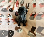 Small Photo #9 Pug Puppy For Sale in CLINTON, MI, USA