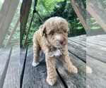 Small #10 Poodle (Miniature)