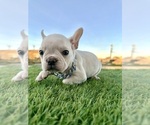 Small #3 French Bulldog