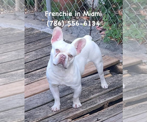 French Bulldog Puppy for sale in HIALEAH, FL, USA