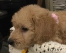 Small Photo #7 Goldendoodle Puppy For Sale in EAST ELLIJAY, GA, USA