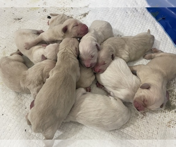 Medium Photo #8 Golden Retriever Puppy For Sale in MCKINNEY, TX, USA