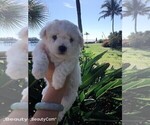 Small Photo #4 Bichon Frise Puppy For Sale in SEBASTIAN, FL, USA