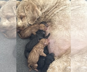 Goldendoodle Puppy for sale in MOORESVILLE, NC, USA