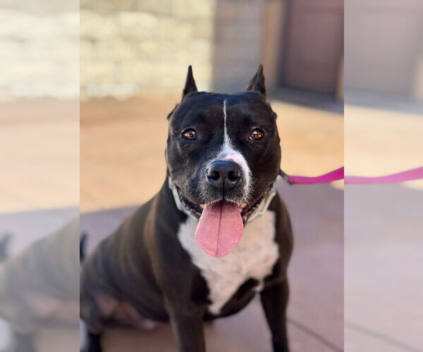 Medium Photo #15 American Staffordshire Terrier-Unknown Mix Puppy For Sale in Lake Forest, CA, USA