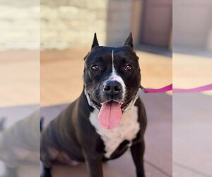 Rosie - Adopt Me! - Female American Staffordshire Terrier-Unknown Mix Dog for Adoption - Photo #15