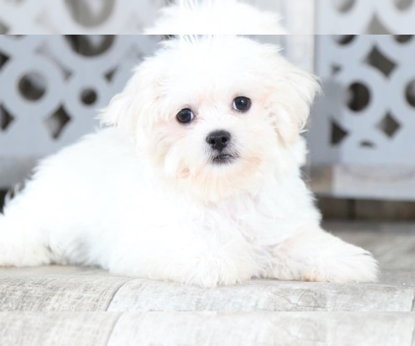 Medium Photo #1 Zuchon Puppy For Sale in MOUNT VERNON, OH, USA