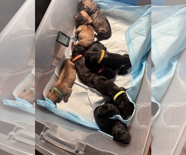 Medium Photo #2 Cane Corso Puppy For Sale in CASTRO VALLEY, CA, USA