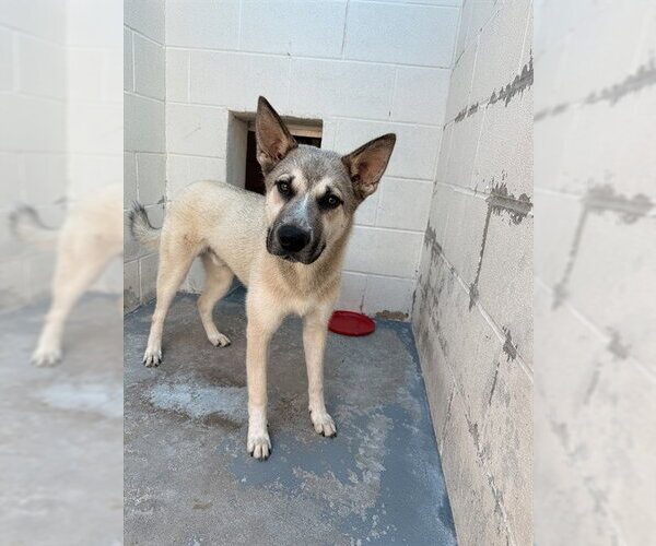 Medium Photo #2 Gerberian Shepsky Puppy For Sale in Corpus Christi, TX, USA