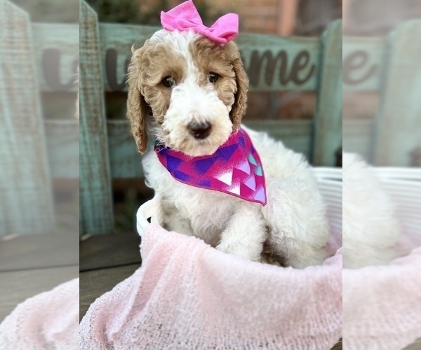Full screen Photo #9 Goldendoodle Puppy For Sale in SHERMAN, TX, USA
