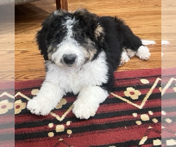 Medium Photo #2 Aussiedoodle Miniature  Puppy For Sale in DOSS, MO, USA