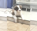 Small Photo #4 Miniature Australian Shepherd Puppy For Sale in PORT SAINT LUCIE, FL, USA