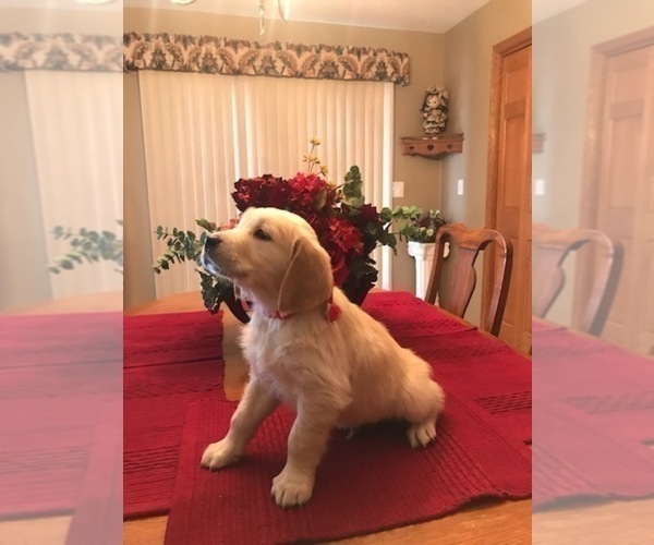 Medium Photo #14 Golden Retriever Puppy For Sale in WEBSTER CITY, IA, USA