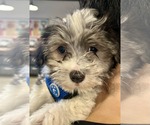 Small #4 Havanese