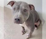 Small #1 Mutt