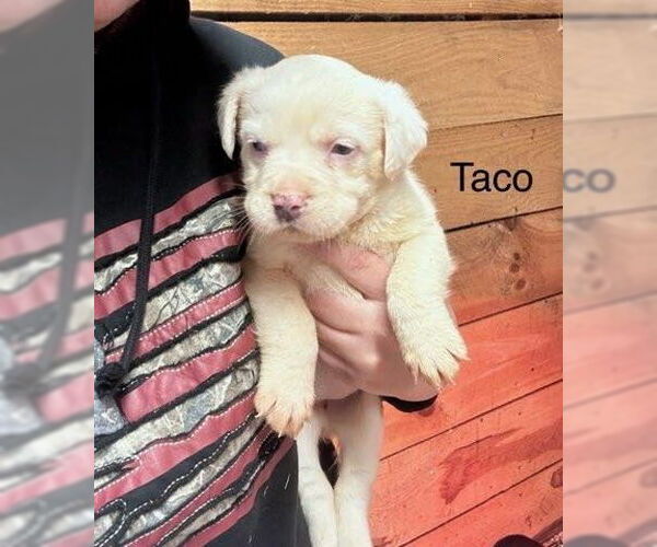 Medium Photo #1 Mutt Puppy For Sale in Mooresville, NC, USA