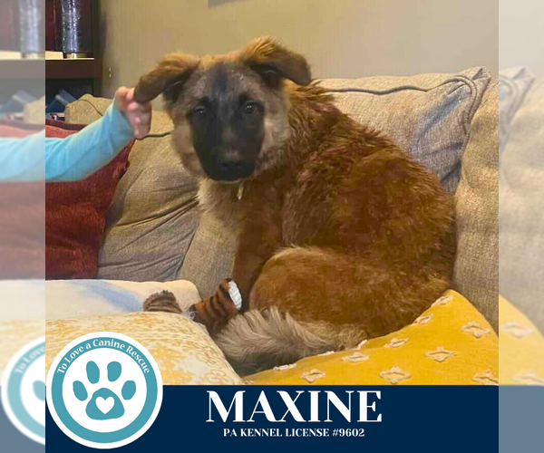 Medium Photo #2 Mutt Puppy For Sale in Kimberton, PA, USA