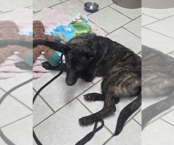 Medium Photo #4 Holland Shepherd-Unknown Mix Puppy For Sale in Calgary, Alberta, Canada