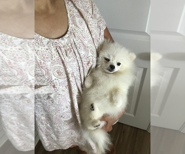 Medium Photo #9 Pomeranian Puppy For Sale in HILO, HI, USA