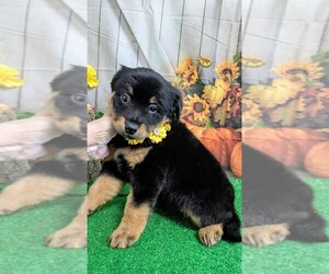 Golden Retriever Puppy for Sale in HAMMOND, Indiana USA