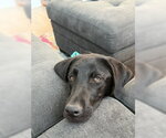 Small #5 Labrador Retriever Mix