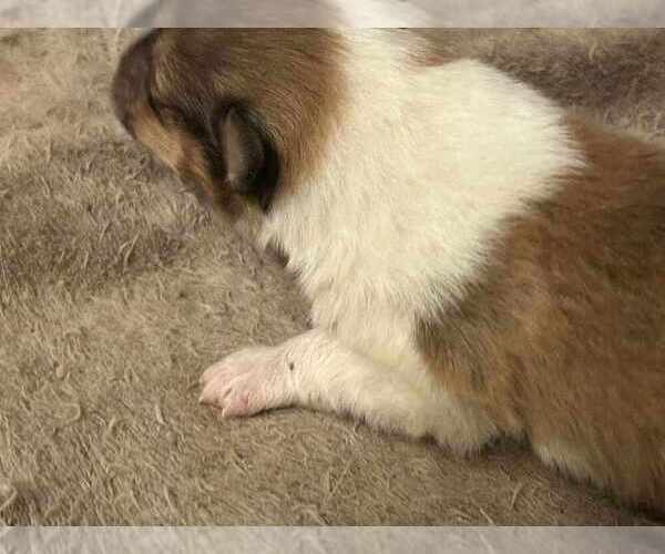 Medium Photo #17 Collie Puppy For Sale in HIGH POINT, NC, USA