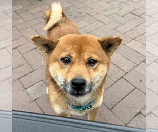 Medium Photo #1 Shiba Inu Puppy For Sale in Brooklyn Center, MN, USA