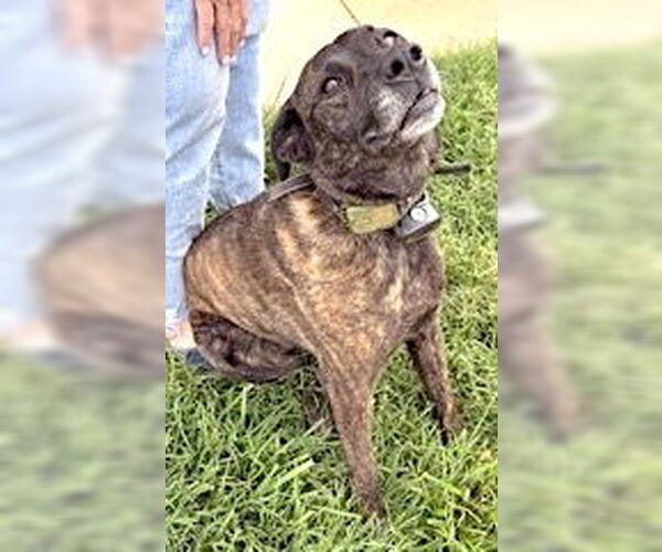 Medium Photo #3 Boxer-Plott Hound Mix Puppy For Sale in Mount Airy, NC, USA