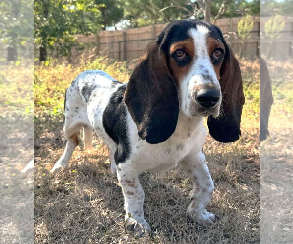 Medium Photo #4 Bagle Hound Puppy For Sale in Boonton, NJ, USA