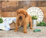 Small #7 Labrador Retriever