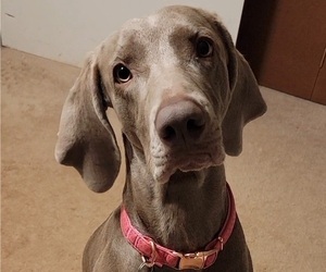 Mother of the Weimaraner puppies born on 03/28/2023