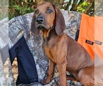 Small #1 Redbone Coonhound