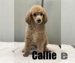 Small Photo #1 Poodle (Standard) Puppy For Sale in BURNSVILLE, NC, USA
