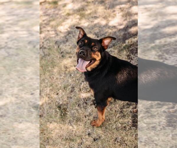 Medium Photo #5 Australian Kelpie-Unknown Mix Puppy For Sale in Rockwall, TX, USA