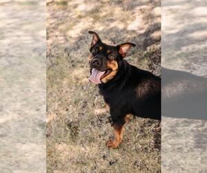 Sugar - Female Australian Kelpie-Unknown Mix Dog for Adoption - Photo #5