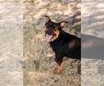 Small #4 Australian Kelpie Mix