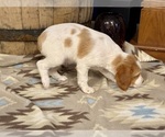 Small #4 Brittany