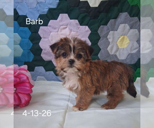 Medium Photo #2 Shorkie Tzu Puppy For Sale in MOUNT PLEASANT, MI, USA